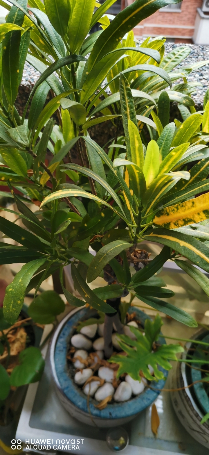 最近合約到期，手上拿的是U11+,換華為nova 5t