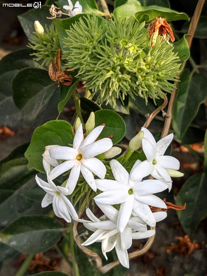 波斯菊花海+毛茉莉 台南市後壁區南80鄉道 11/16