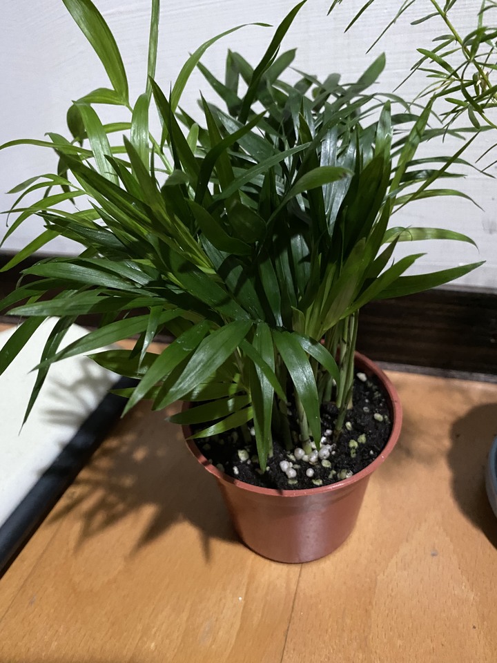 植物送養