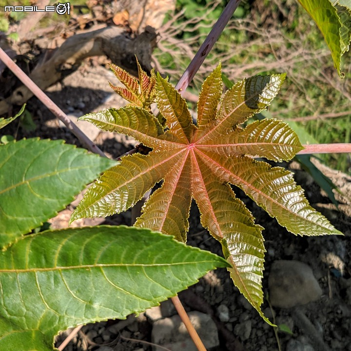 小花蔓澤蘭 台南市歸仁區台86旁便道 11/10