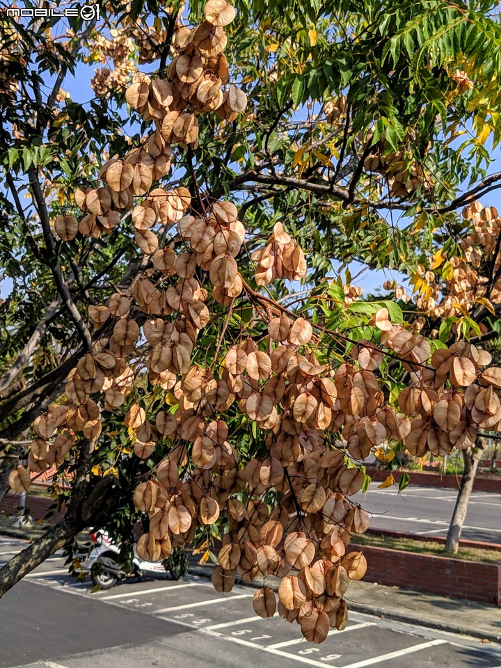 蝴蝶 台南市安南區歷史博物館 11/09
