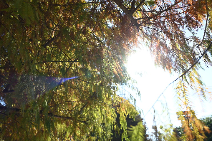 Nikon Z 24mm f/1.8 S 評測報告｜體驗廣角大光圈的美好！
