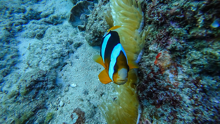 191110 上周末的小琉球潛水記錄.....