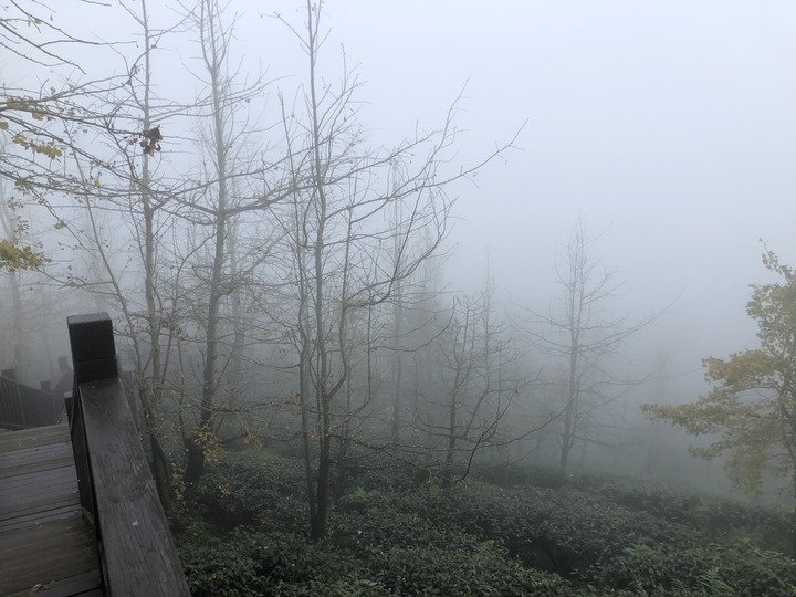 鹿谷大崙山觀景區散步遊