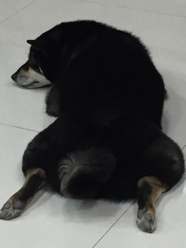 黑柴趴姿原因是這樣嗎？？