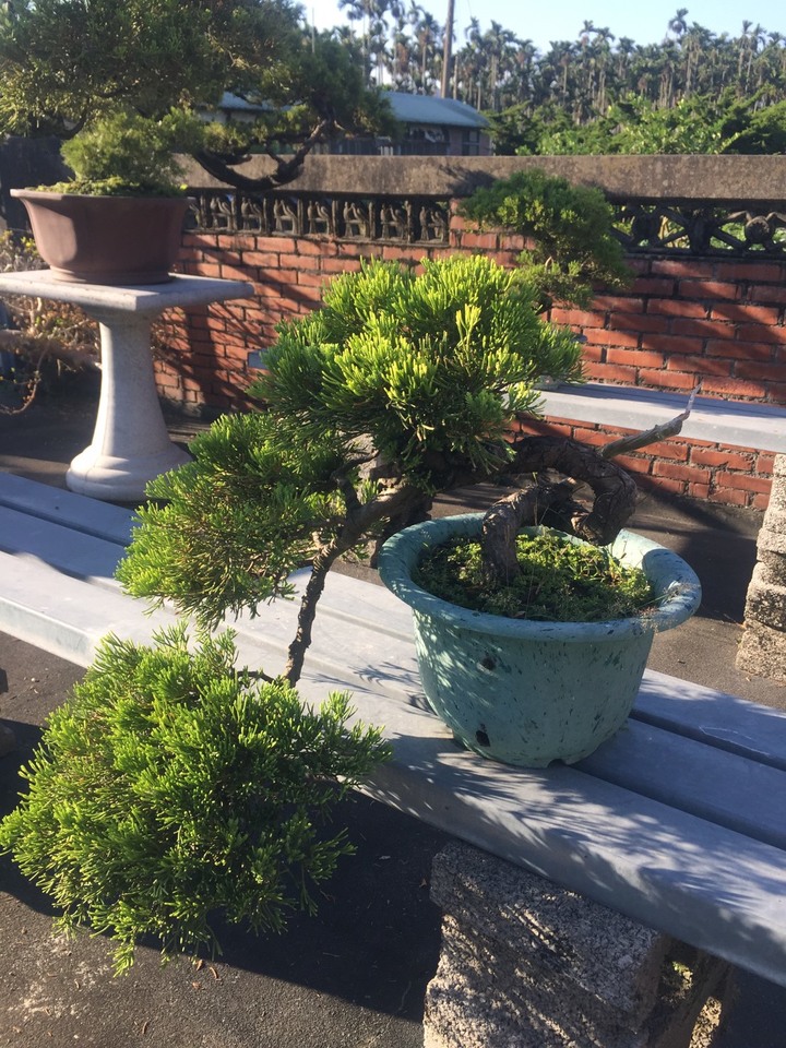 跟大家分享~阿爸的真柏園<<沐春木白>> (近紫南宮)