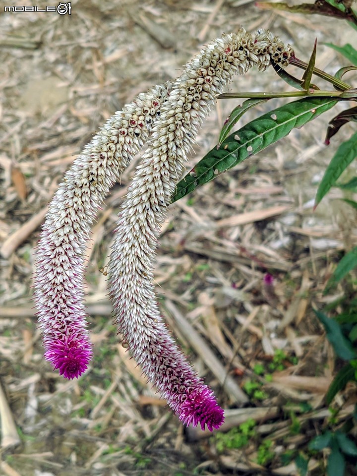 皮孫木(黏鳥樹) 嘉義市西區埤子頭植物園 12/21