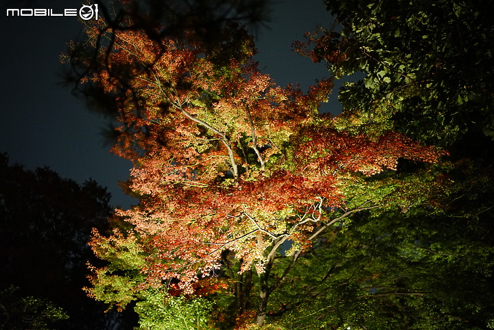 [a7R & FE35] 重拾熱情之一機一鏡輕旅行 - 東京 六義園夜楓 x 銀杏隨手拍