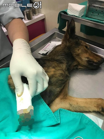 去年底救援一隻沒有前腳及後腳的狗狗-西西,現在快樂生活著