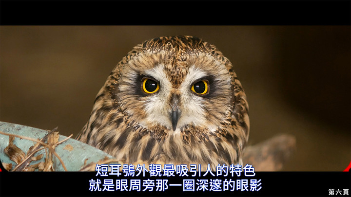 點我看大圖 介紹一種來台度冬的貓頭鷹 短耳鴞