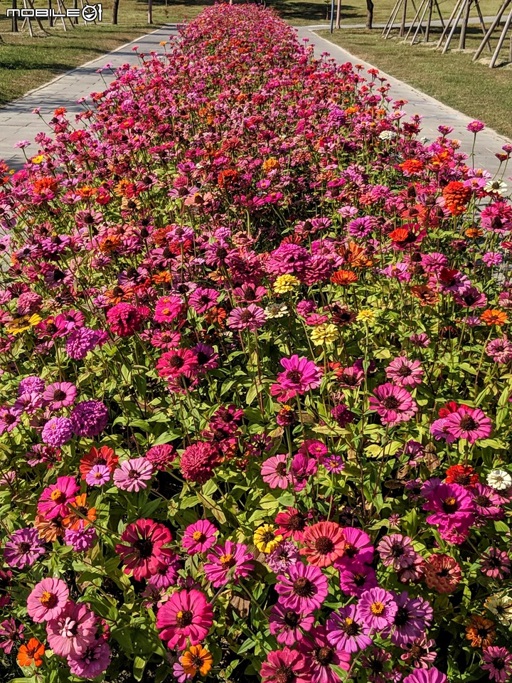 百日菊+落羽松 台南市仁德區奇美博物館 12/01