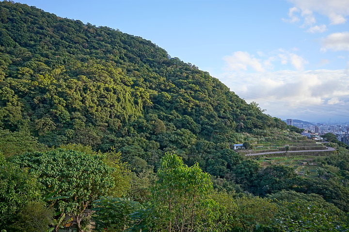 Tamron 24mm F/2.8 Di III OSD M1:2(Model F051)評測報告|廣角微距 輕巧便攜!