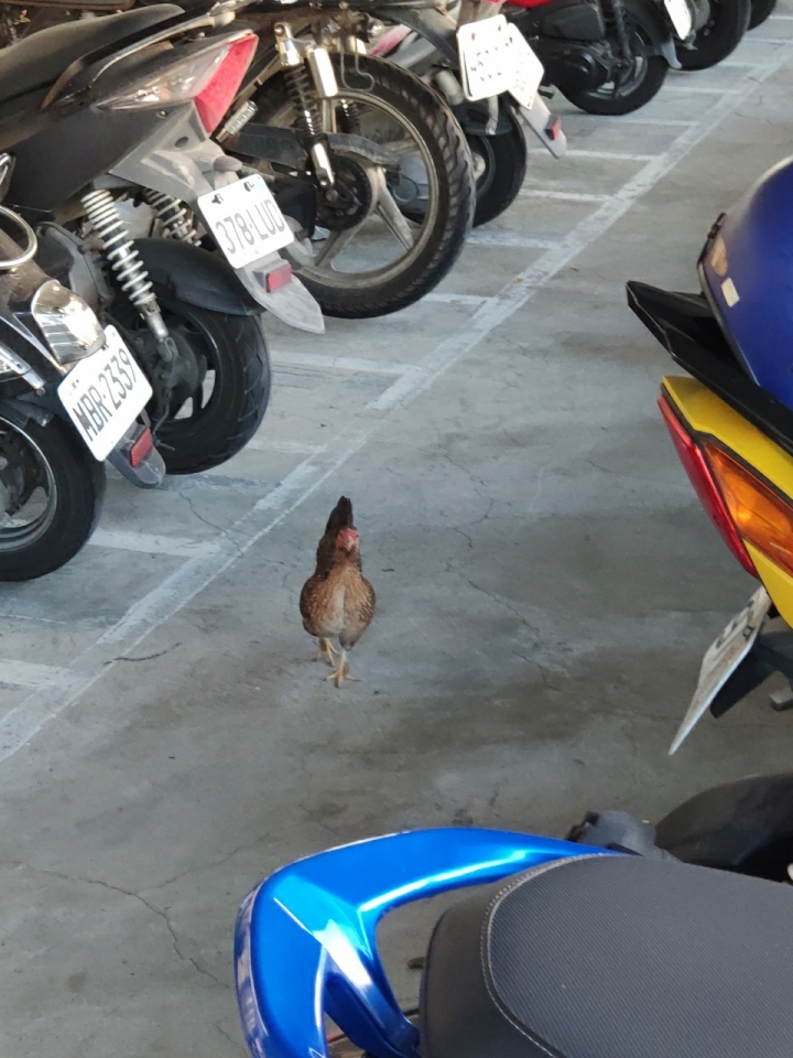 公司發現的鳥類