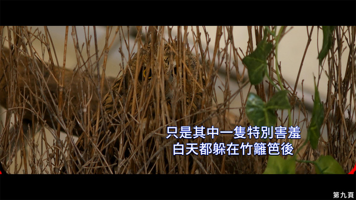 點我看大圖 介紹一種來台度冬的貓頭鷹 短耳鴞