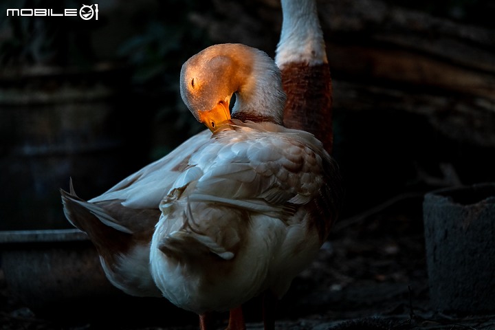 野生動物在我家 ∣ SONY RX 10 IV 體驗分享