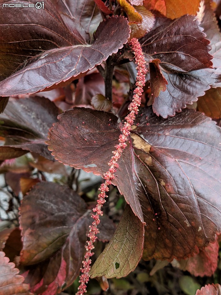 皮孫木(黏鳥樹) 嘉義市西區埤子頭植物園 12/21