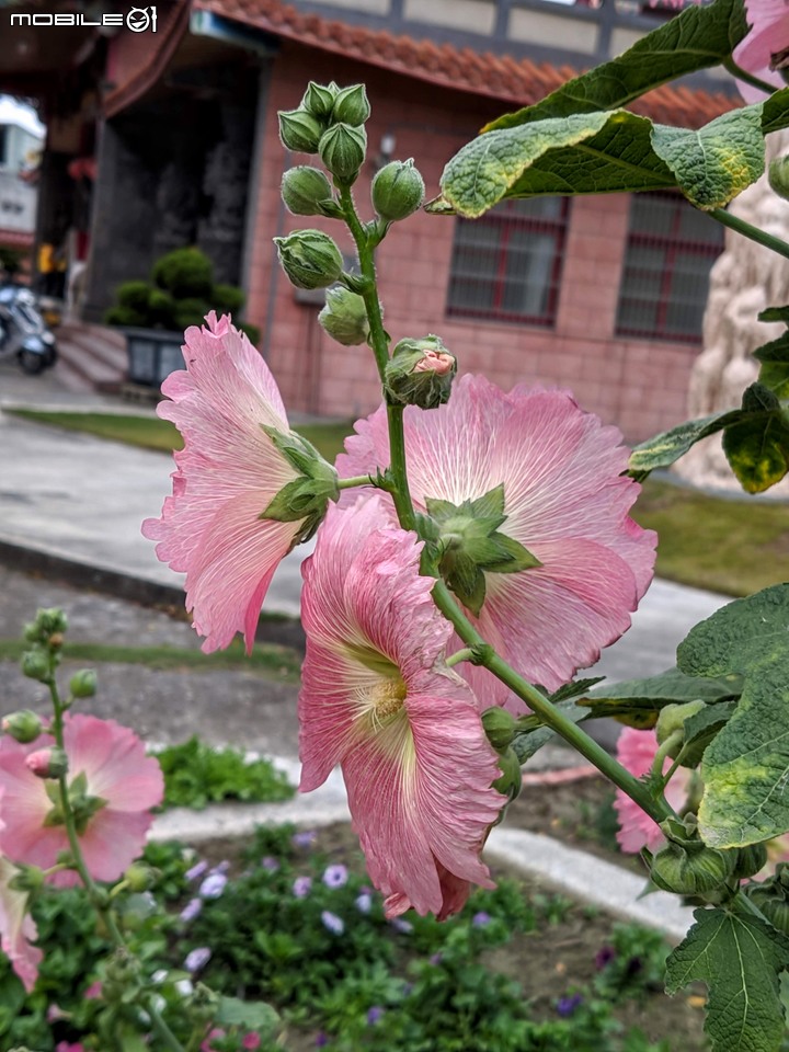 艷紫荊 台南市安平區林默娘公園 12/08