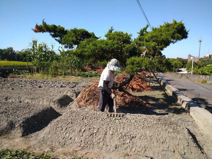 跟大家分享~阿爸的真柏園<<沐春木白>> (近紫南宮)