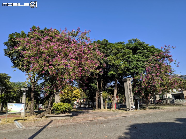 火焰木+艷紫荊 台南市學甲區糖鐵自行車道 12/14