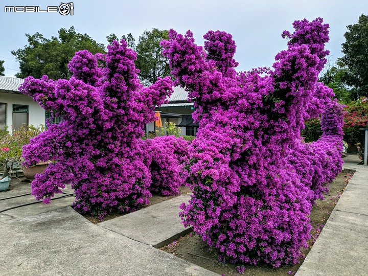 艷紫荊 台南市安平區林默娘公園 12/08