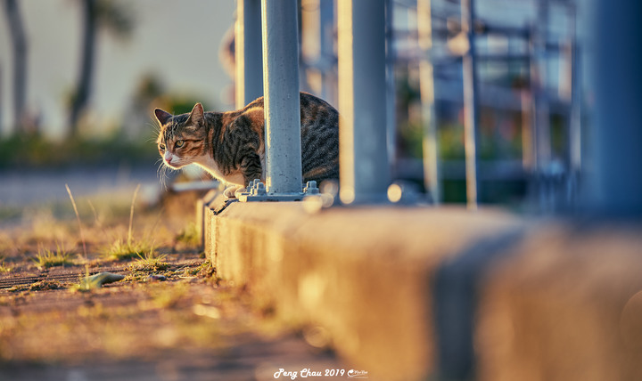 Canon RF 70-200mm f/2.8L IS USM 貓貓編