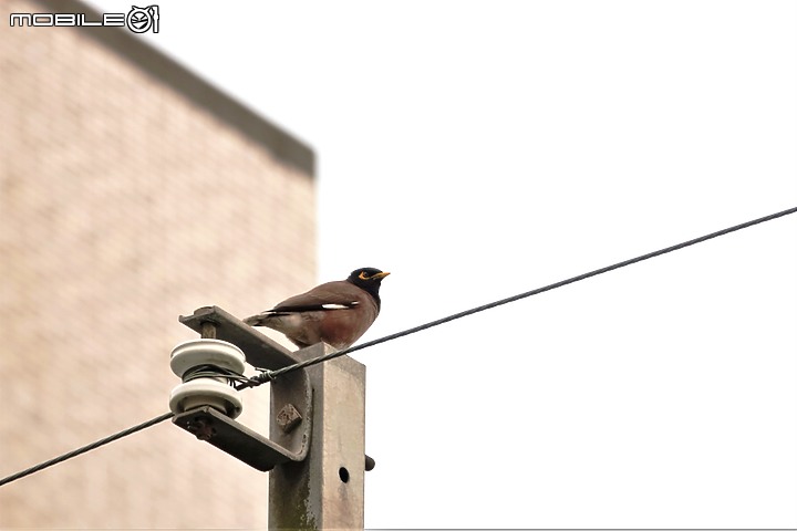 《Sony RX10 IV野生動物攝影大賽》試用活動-一次過程不完美卻是夢寐以求的攝影經驗