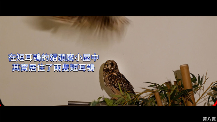 點我看大圖 介紹一種來台度冬的貓頭鷹 短耳鴞