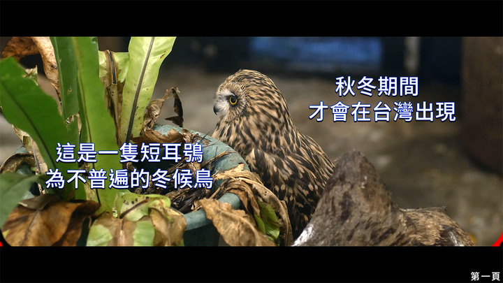 點我看大圖 介紹一種來台度冬的貓頭鷹 短耳鴞
