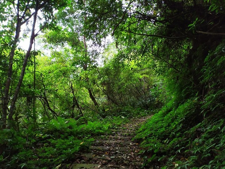 【樟之細路】(左線)出雲古道-十分崠茶亭,原始森林、山嵐美景相伴 (上)