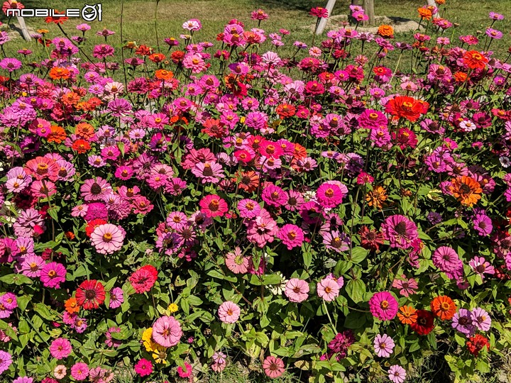 百日菊+落羽松 台南市仁德區奇美博物館 12/01
