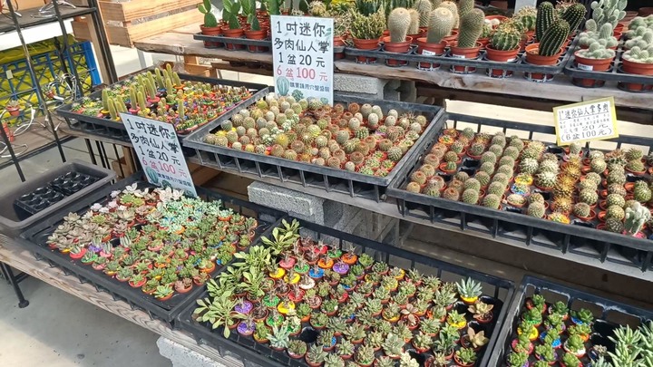 「花市/花海」埔茂花市不只是後花園，更是園藝初心者天堂！