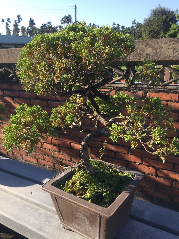 跟大家分享~阿爸的真柏園<<沐春木白>> (近紫南宮)