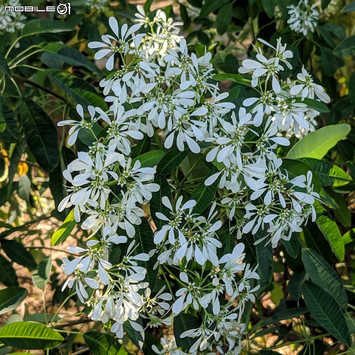 白雪木+薄荷 台南市東區後甲公園 12/08