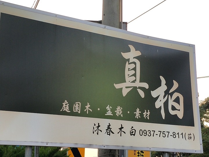 跟大家分享~阿爸的真柏園<<沐春木白>> (近紫南宮)