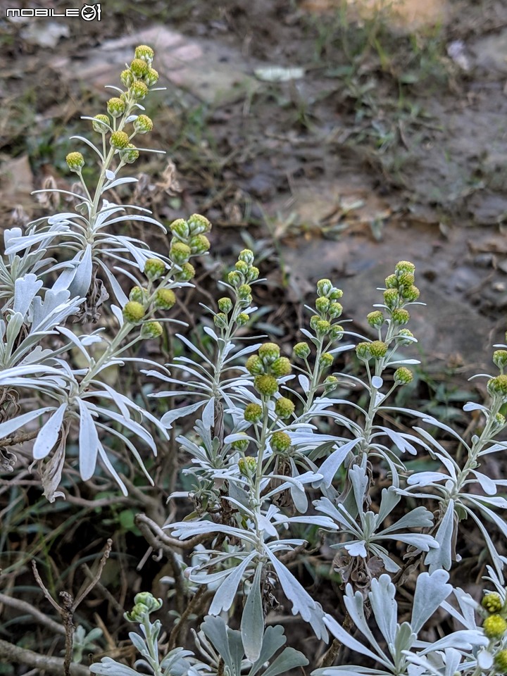 白雪木+薄荷 台南市東區後甲公園 12/08