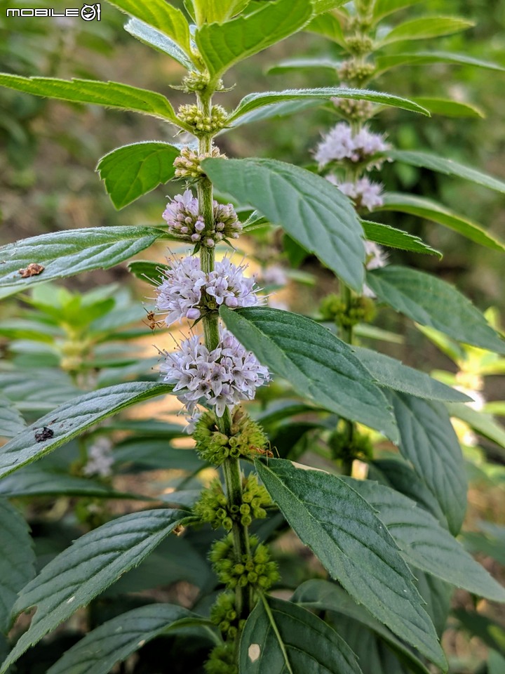 白雪木+薄荷 台南市東區後甲公園 12/08