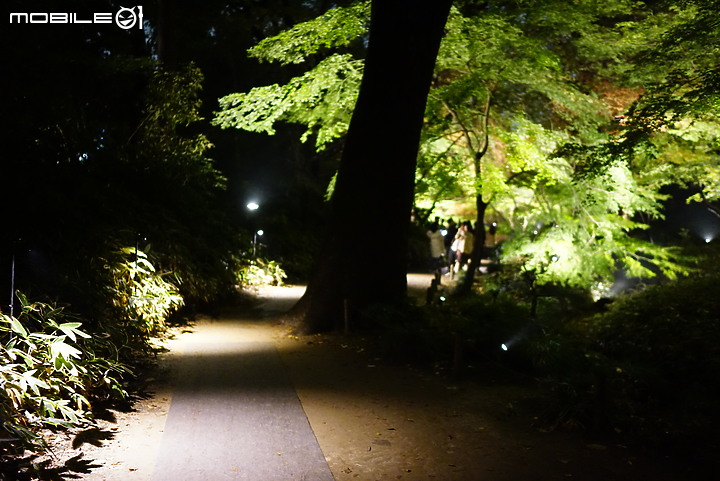 [a7R & FE35] 重拾熱情之一機一鏡輕旅行 - 東京 六義園夜楓 x 銀杏隨手拍