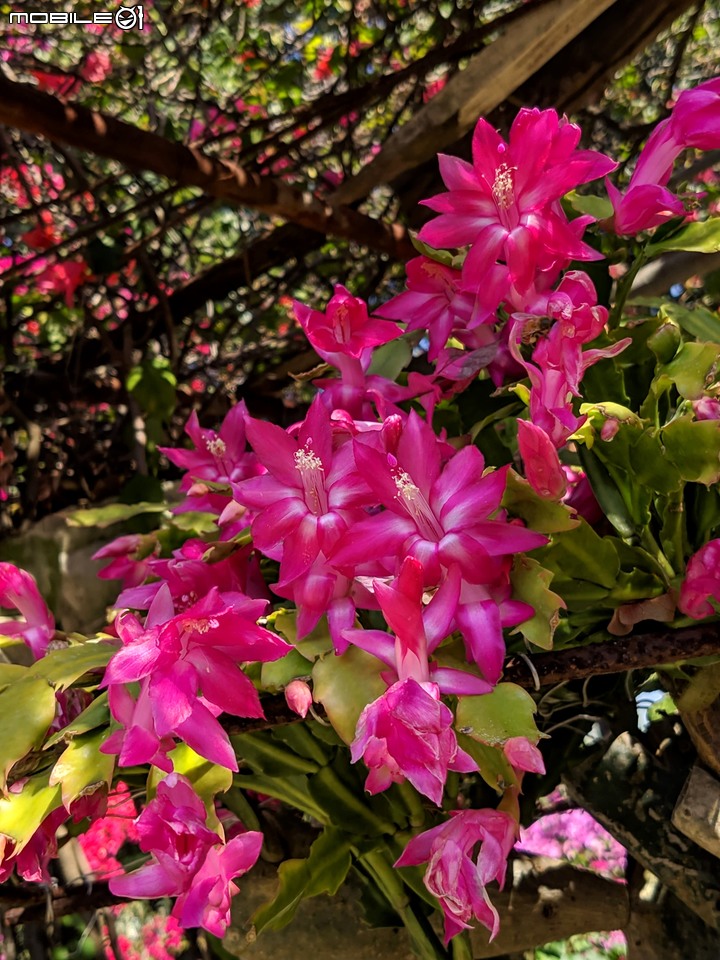 螃蟹蘭+榔榆 台南市佳里區佳福寺 12/14