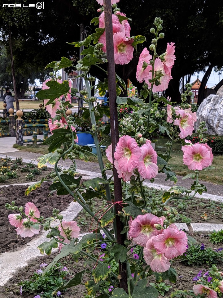 艷紫荊 台南市安平區林默娘公園 12/08
