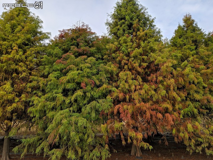 落羽松 台南市六甲區菁埔埤 12/20