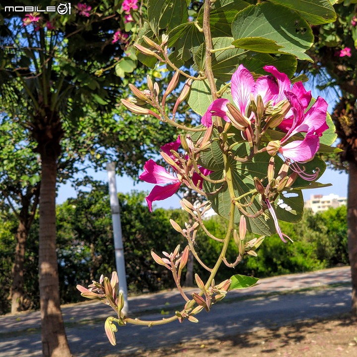 艷紫荊 台南市安平區林默娘公園 12/08