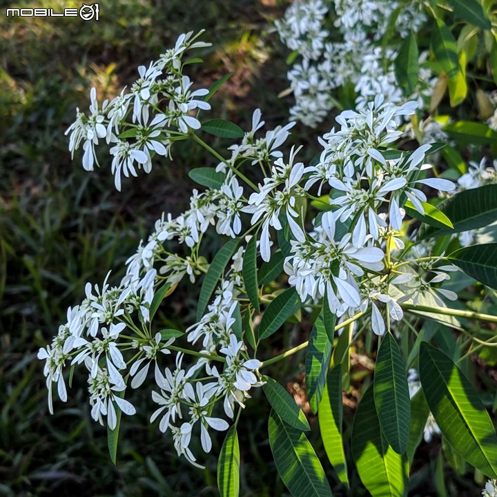 白雪木+薄荷 台南市東區後甲公園 12/08