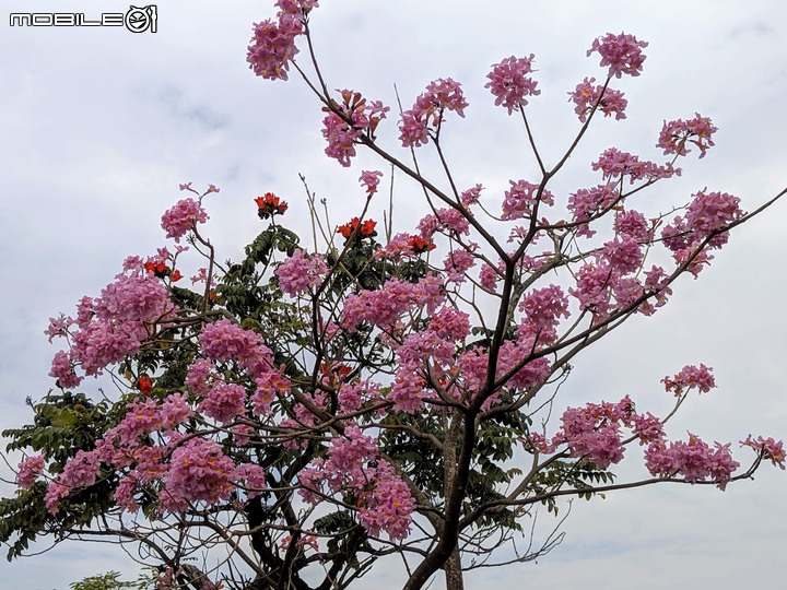 油菜花 台南市新市區港墘里台一線旁 12/28
