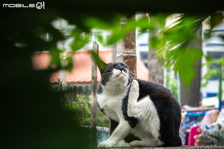 野生動物在我家 ∣ SONY RX 10 IV 體驗分享