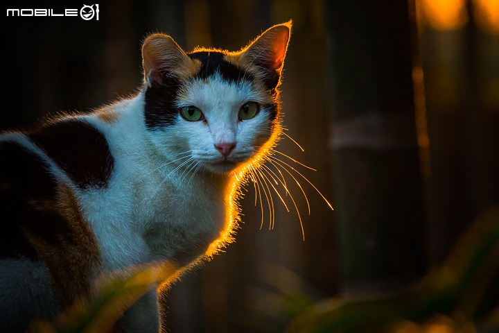 野生動物在我家 ∣ SONY RX 10 IV 體驗分享