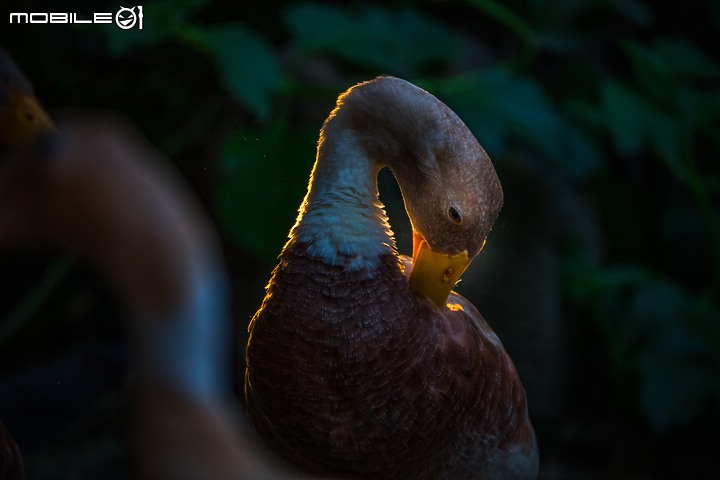 野生動物在我家 ∣ SONY RX 10 IV 體驗分享