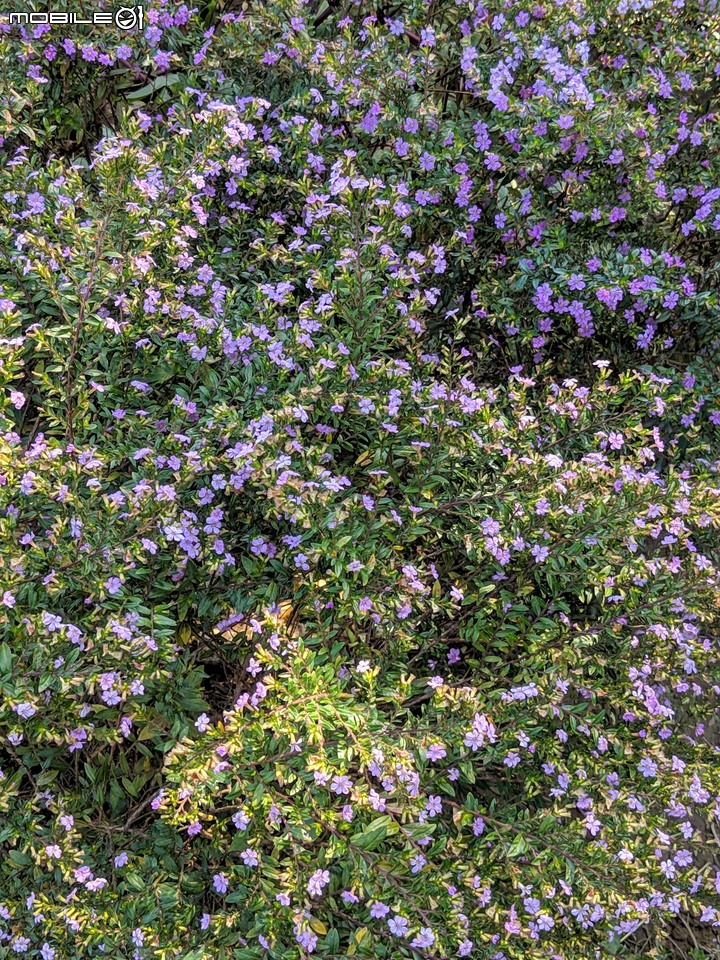 白雪木+薄荷 台南市東區後甲公園 12/08