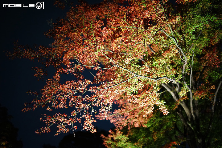 [a7R & FE35] 重拾熱情之一機一鏡輕旅行 - 東京 六義園夜楓 x 銀杏隨手拍
