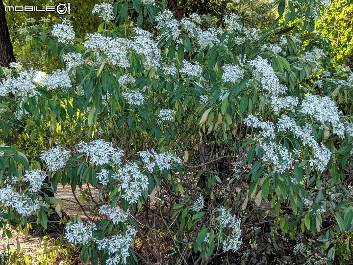 白雪木+薄荷 台南市東區後甲公園 12/08