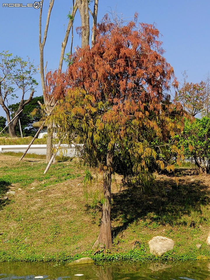 百日菊+落羽松 台南市仁德區奇美博物館 12/01